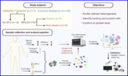 文獻解讀 | 糖尿病足潰瘍的單細胞轉(zhuǎn)錄圖譜