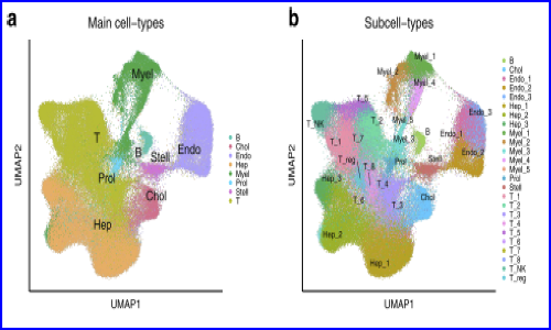 文獻解讀 |snRNA-seq 和 scRNA-seq 鑒定影響生存的肝細胞癌相關(guān)細胞類型