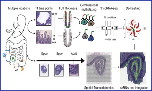 項(xiàng)目文章 | 單細(xì)胞測(cè)序聯(lián)合空間轉(zhuǎn)錄組繪制人類腸道時(shí)空發(fā)育圖譜