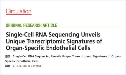 文獻(xiàn)解讀 | 單細(xì)胞測序揭示器官特異性內(nèi)皮細(xì)胞的獨(dú)特轉(zhuǎn)錄組學(xué)特征