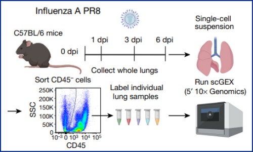 文獻(xiàn)解讀 | 旺盛的成纖維細(xì)胞通過(guò)激活 ADAMTS4 損害肺功能