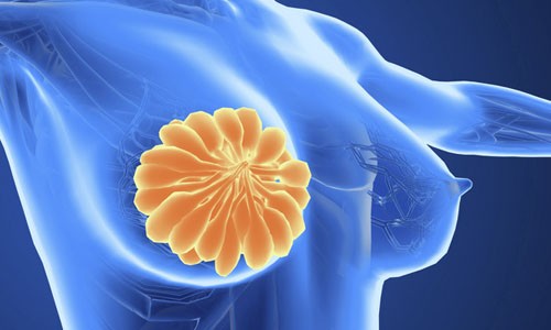 項(xiàng)目文章 | 單細(xì)胞 RNA 測(cè)序揭示復(fù)方苦參注射液通過(guò)調(diào)節(jié)乳腺癌腫瘤微環(huán)境協(xié)同提升化療療效