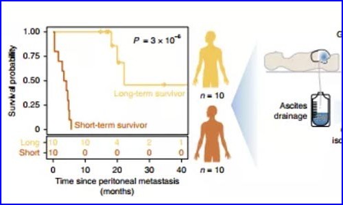 免疫研究 | 單細(xì)胞測(cè)序揭示肝癌中免疫細(xì)胞圖譜