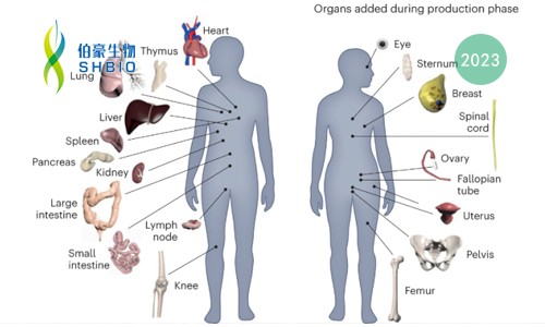 同日 9 篇！人類生物分子圖譜計(jì)劃（HuBMAP）里程碑登 Nature 封面，腸道、腎臟和胎盤空間分辨細(xì)胞圖譜發(fā)布