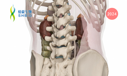 項(xiàng)目文章 |Olink（IF =27.973）基于潑尼松聯(lián)合 mTOR 抑制劑西羅莫司治療腹膜后纖維化的臨床研究