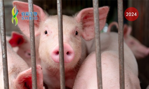 CRISPR 智庫(kù) | 基于 CRISPR/Cas12 快速、現(xiàn)場(chǎng)檢測(cè)非洲豬瘟