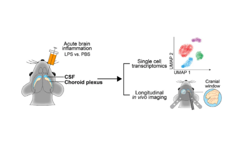 八月頂刊文獻(xiàn)速遞 | 單細(xì)胞轉(zhuǎn)錄組系列