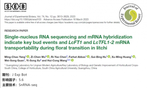 文獻(xiàn)解讀 | 單細(xì)胞核 RNA 測序和 mRNA 雜交表明了荔枝在花轉(zhuǎn)化過程中關(guān)鍵芽事件以及 LcFT1 和 LcTFL1-2mRNA 的可轉(zhuǎn)運(yùn)性