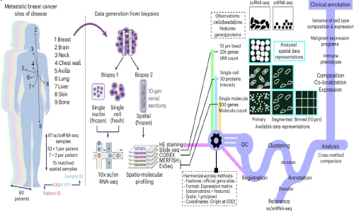 十一月高分文獻速遞 | 單細胞轉(zhuǎn)錄組系列