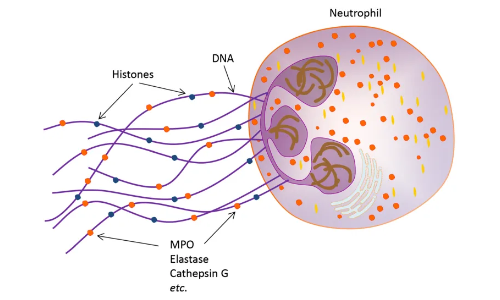 2025 國自然熱點 | 中性粒細胞胞外誘捕網（NETs) 該如何研究