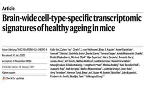 Nature | 迄今覆蓋率最高的衰老小鼠大腦單細(xì)胞轉(zhuǎn)錄組圖譜，系統(tǒng)解析衰老相關(guān)細(xì)胞類(lèi)型及特異性轉(zhuǎn)錄組特征