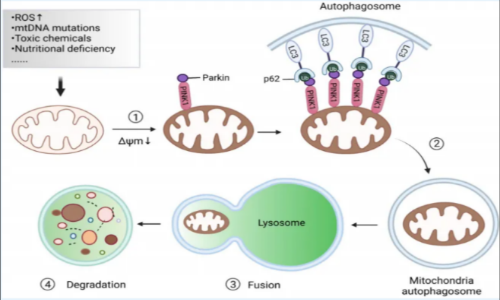 線粒體自噬機(jī)制和研究思路