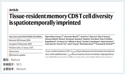 單細胞空間原位檢測技術丨組織駐留記憶 CD8 T 細胞多樣性具有時空印記