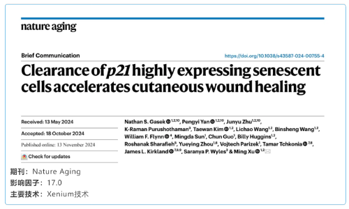 單細胞空間原位檢測技術 | 清除高表達 p21 基因的衰老細胞加速皮膚傷口愈合