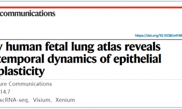 單細(xì)胞空間原位檢測(cè)技術(shù) | 早期人類胎兒肺圖譜揭示上皮細(xì)胞可塑性的時(shí)間動(dòng)態(tài)變化